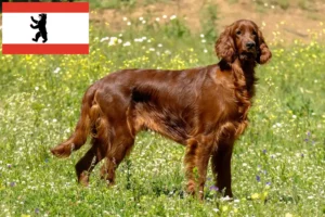 Read more about the article Irish Red Setter breeders and puppies in Berlin