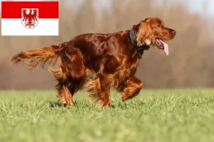 Read more about the article Irish Red Setter breeders and puppies in Brandenburg