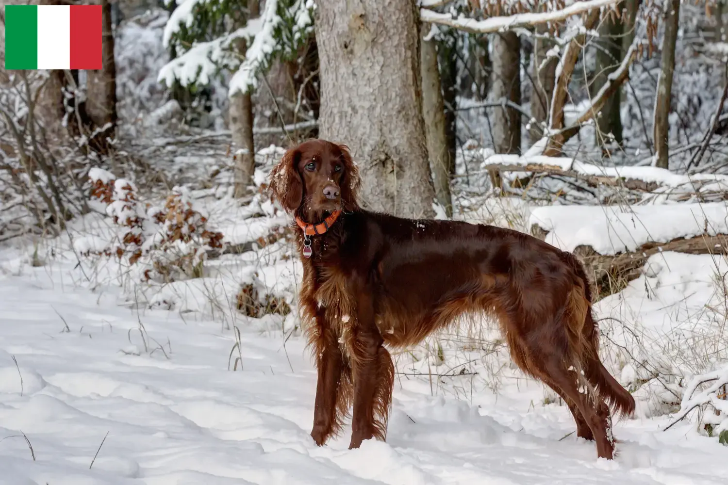 Read more about the article Irish Red Setter breeders and puppies in Italy