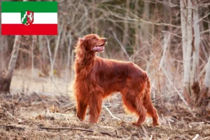 Read more about the article Irish Red Setter breeders and puppies in North Rhine-Westphalia