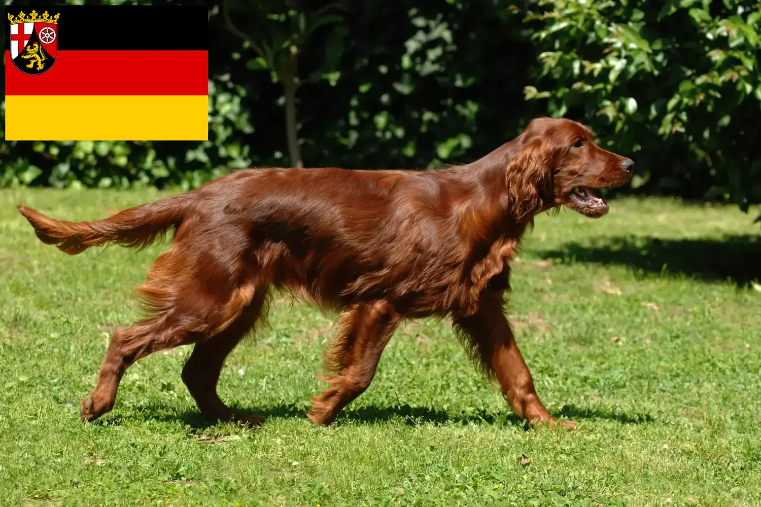 Read more about the article Irish Red Setter breeders and puppies in Rhineland-Palatinate