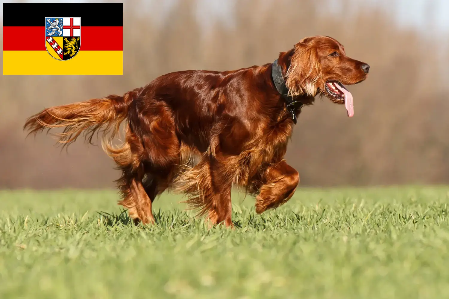 Read more about the article Irish Red Setter breeders and puppies in Saarland