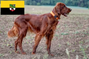 Read more about the article Irish Red Setter breeders and puppies in Saxony-Anhalt