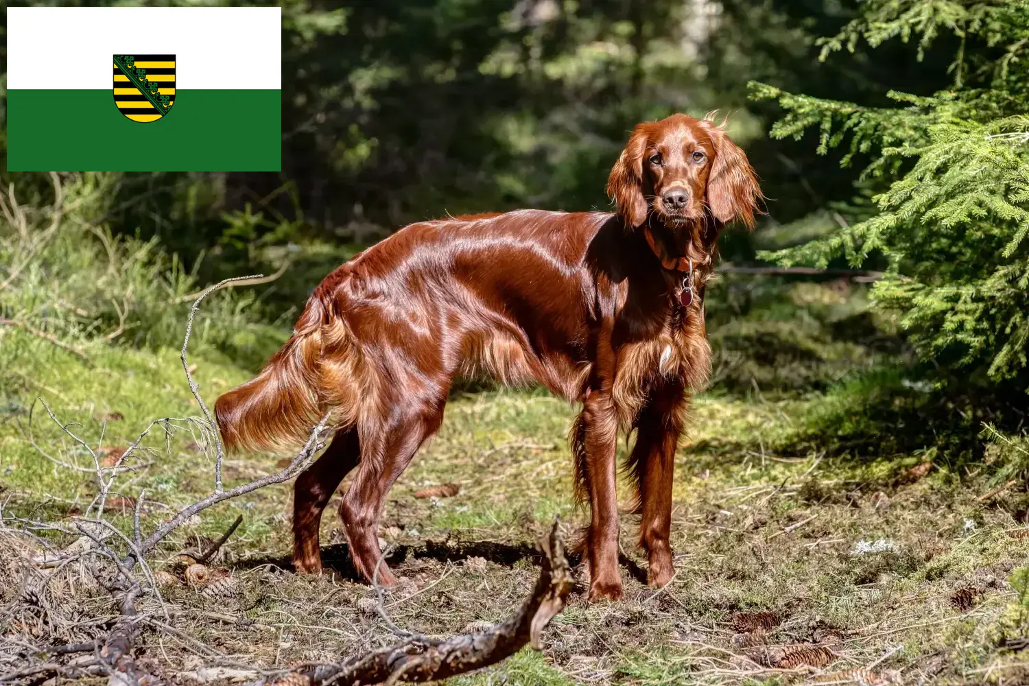 Read more about the article Irish Red Setter breeders and puppies in Saxony