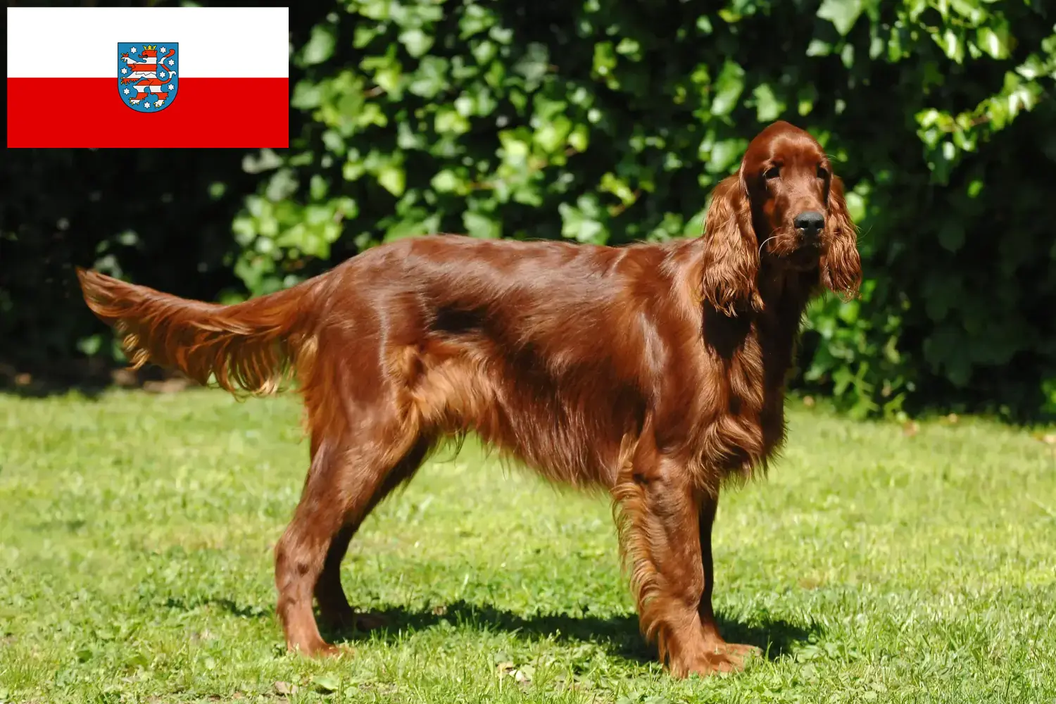 Read more about the article Irish Red Setter breeders and puppies in Thuringia