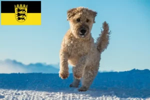 Read more about the article Irish Soft Coated Wheaten Terrier breeders and puppies in Baden-Württemberg