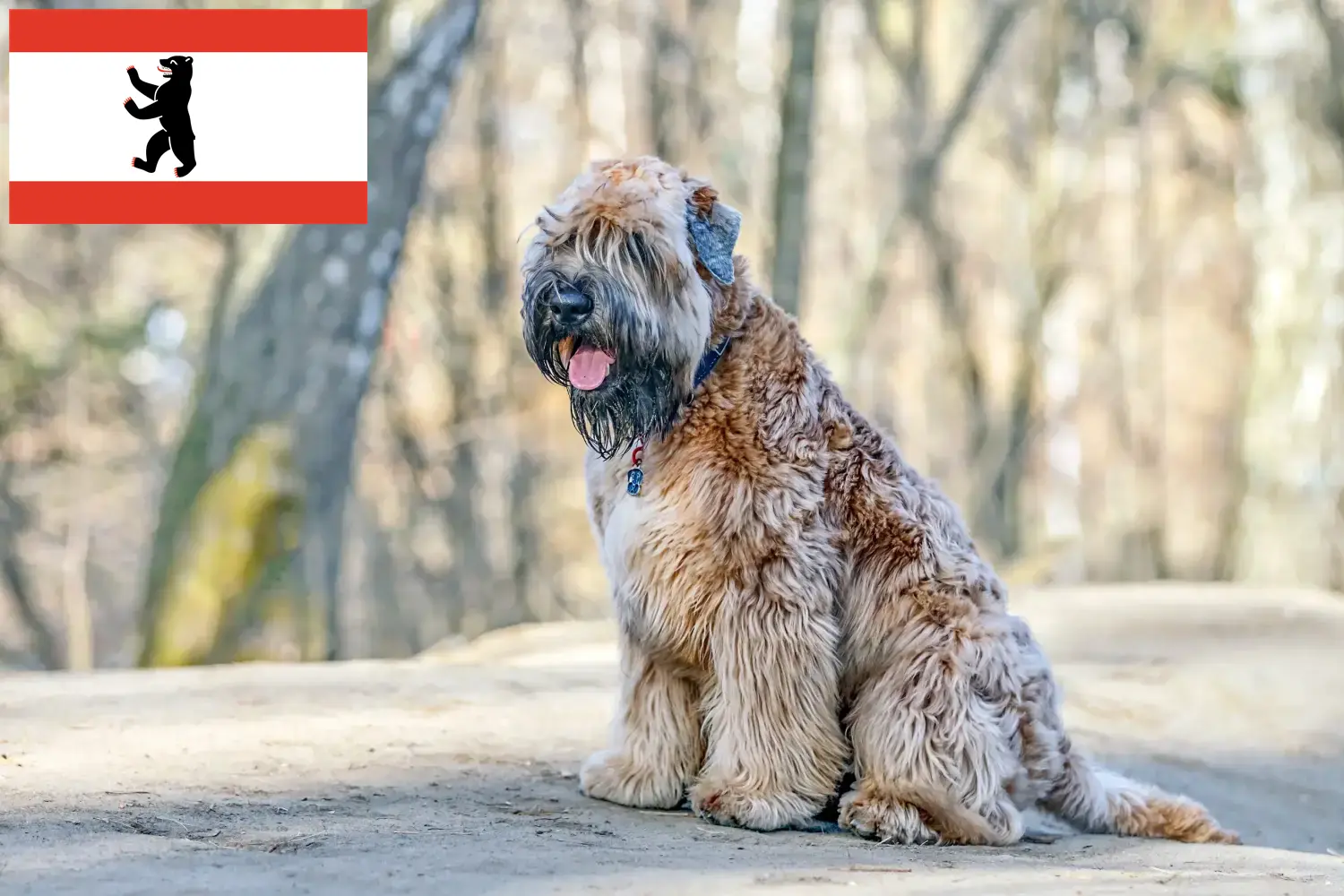 Read more about the article Irish Soft Coated Wheaten Terrier breeders and puppies in Berlin