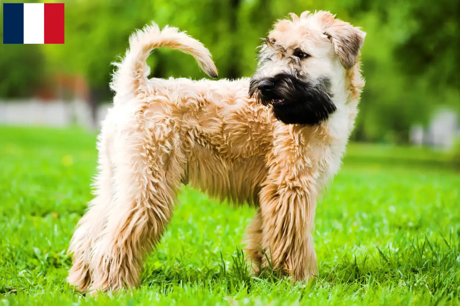 Irish Soft Coated Wheaten Terrier breeders and puppies in France Dogweb