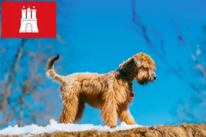 Read more about the article Irish Soft Coated Wheaten Terrier breeders and puppies in Hamburg