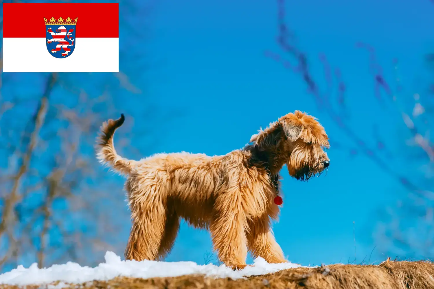 Read more about the article Irish Soft Coated Wheaten Terrier breeders and puppies in Hessen