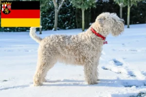 Read more about the article Irish Soft Coated Wheaten Terrier breeders and puppies in Rhineland-Palatinate