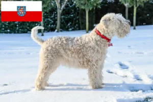 Read more about the article Irish Soft Coated Wheaten Terrier breeders and puppies in Thuringia