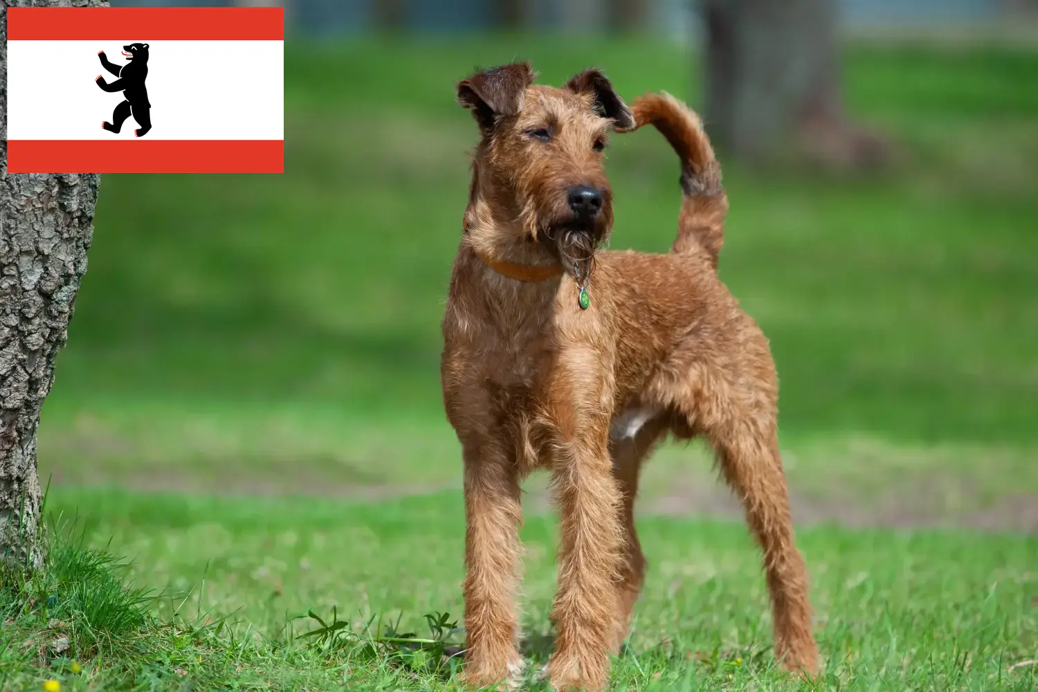 Read more about the article Irish Terrier breeders and puppies in Berlin