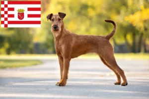 Read more about the article Irish Terrier breeder and puppies in Bremen