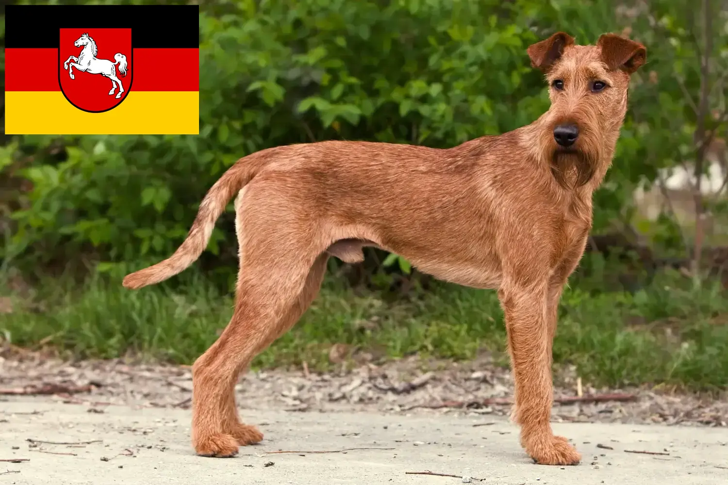 Read more about the article Irish Terrier breeders and puppies in Lower Saxony