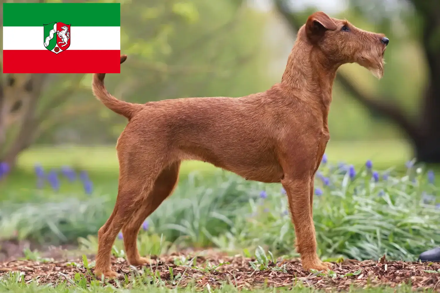 Read more about the article Irish Terrier breeders and puppies in North Rhine-Westphalia