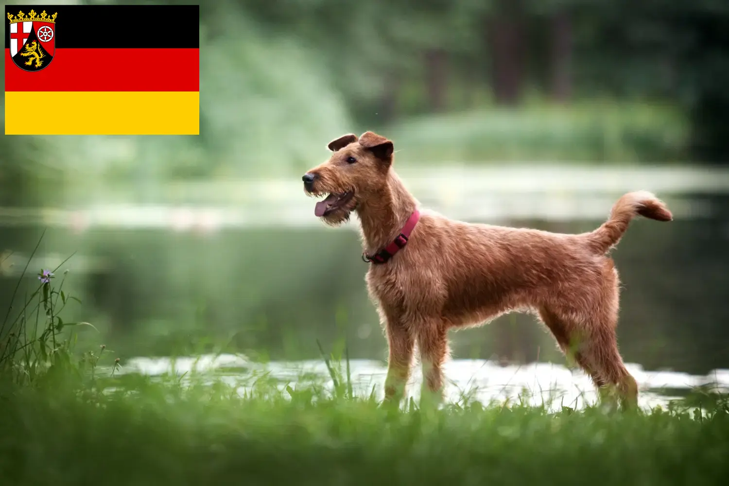 Read more about the article Irish Terrier breeders and puppies in Rhineland-Palatinate