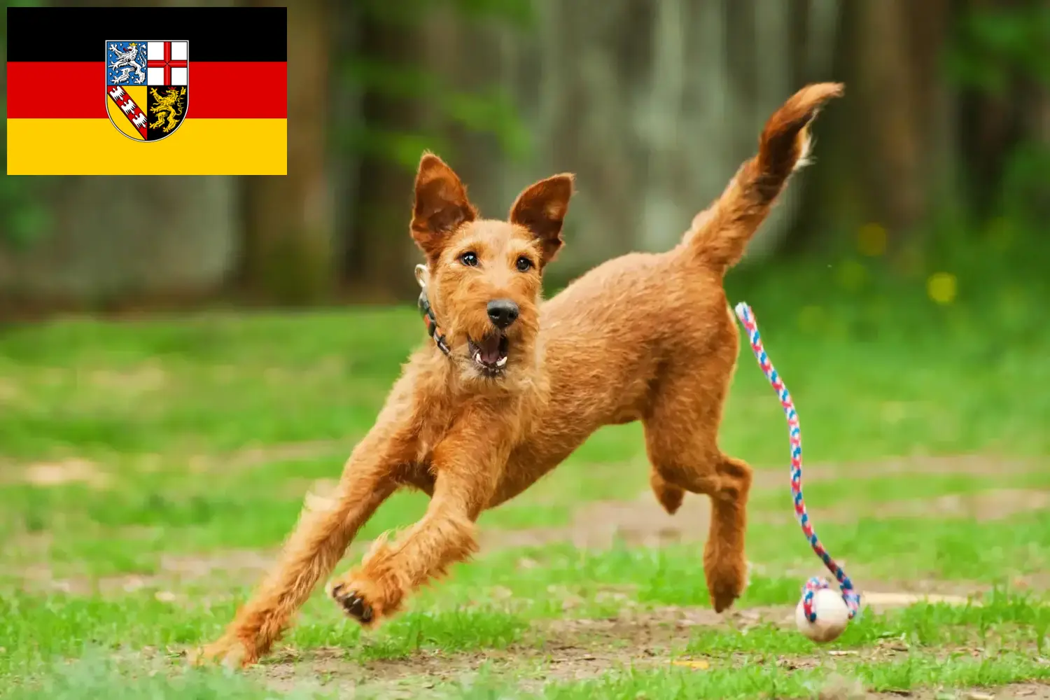 Read more about the article Irish Terrier breeders and puppies in Saarland