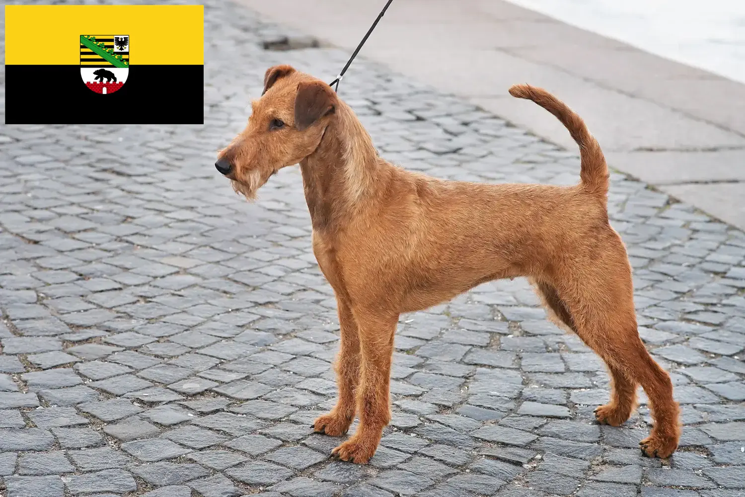 Read more about the article Irish Terrier breeders and puppies in Saxony-Anhalt