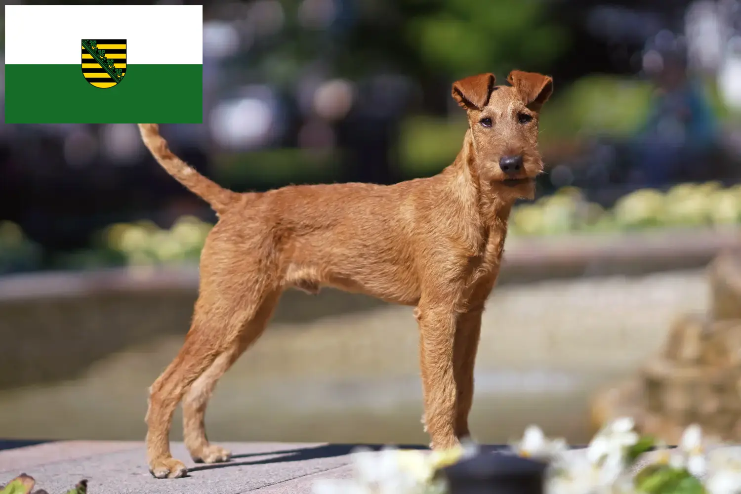 Read more about the article Irish Terrier breeders and puppies in Saxony