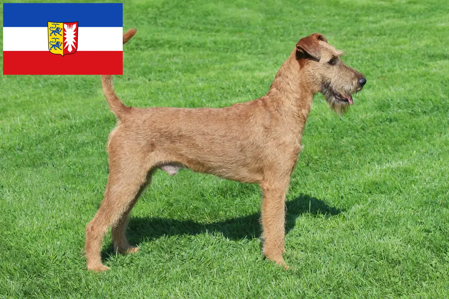 Read more about the article Irish Terrier breeders and puppies in Schleswig-Holstein