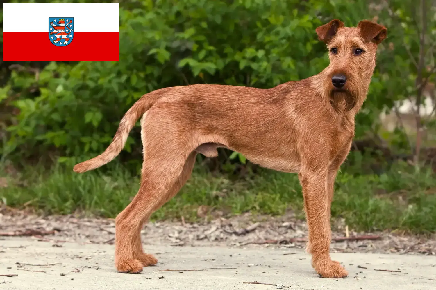 Read more about the article Irish Terrier breeders and puppies in Thuringia