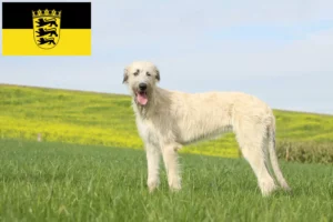 Read more about the article Irish Wolfhound breeders and puppies in Baden-Württemberg