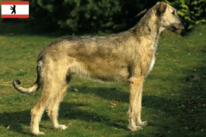 Read more about the article Irish Wolfhound breeders and puppies in Berlin