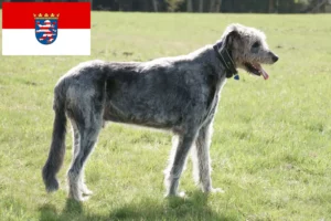 Read more about the article Irish Wolfhound breeders and puppies in Hessen