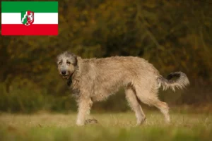 Read more about the article Irish Wolfhound breeders and puppies in North Rhine-Westphalia