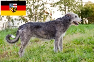 Read more about the article Irish Wolfhound breeders and puppies in Saarland