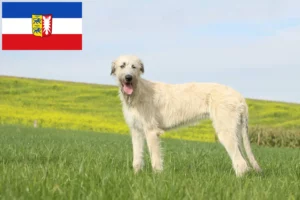 Read more about the article Irish Wolfhound breeders and puppies in Schleswig-Holstein