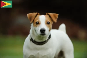 Read more about the article Jack Russell breeders and puppies in Guyana