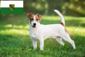 Read more about the article Jack Russell breeders and puppies in Saxony