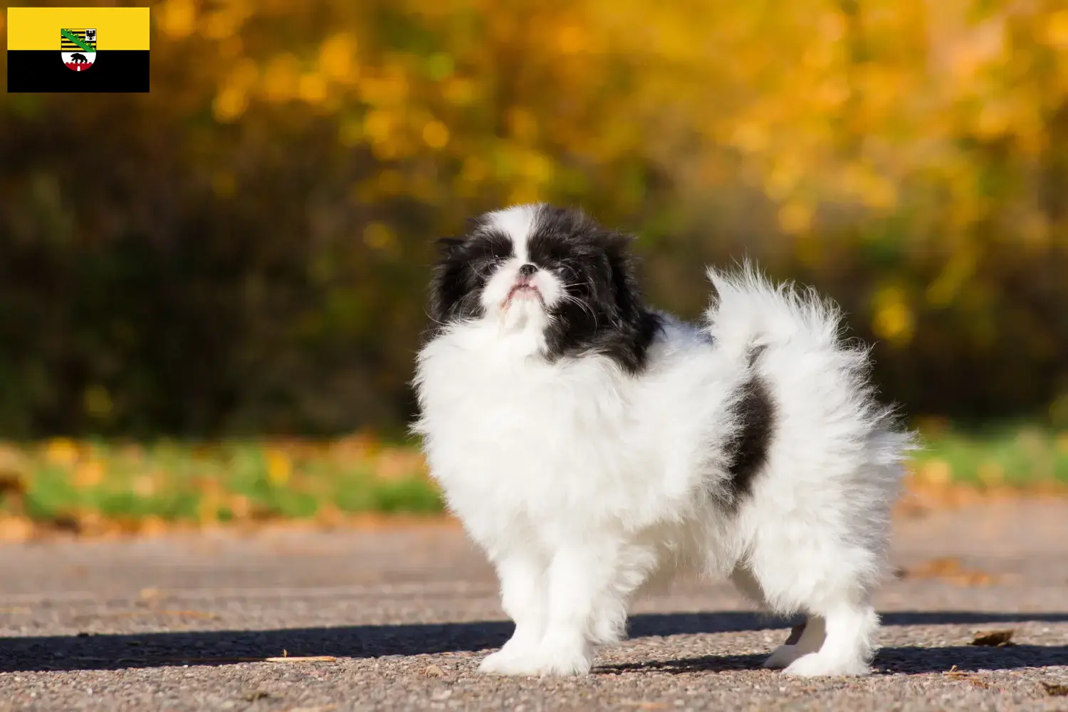 Read more about the article Japan Chin breeders and puppies in Saxony-Anhalt