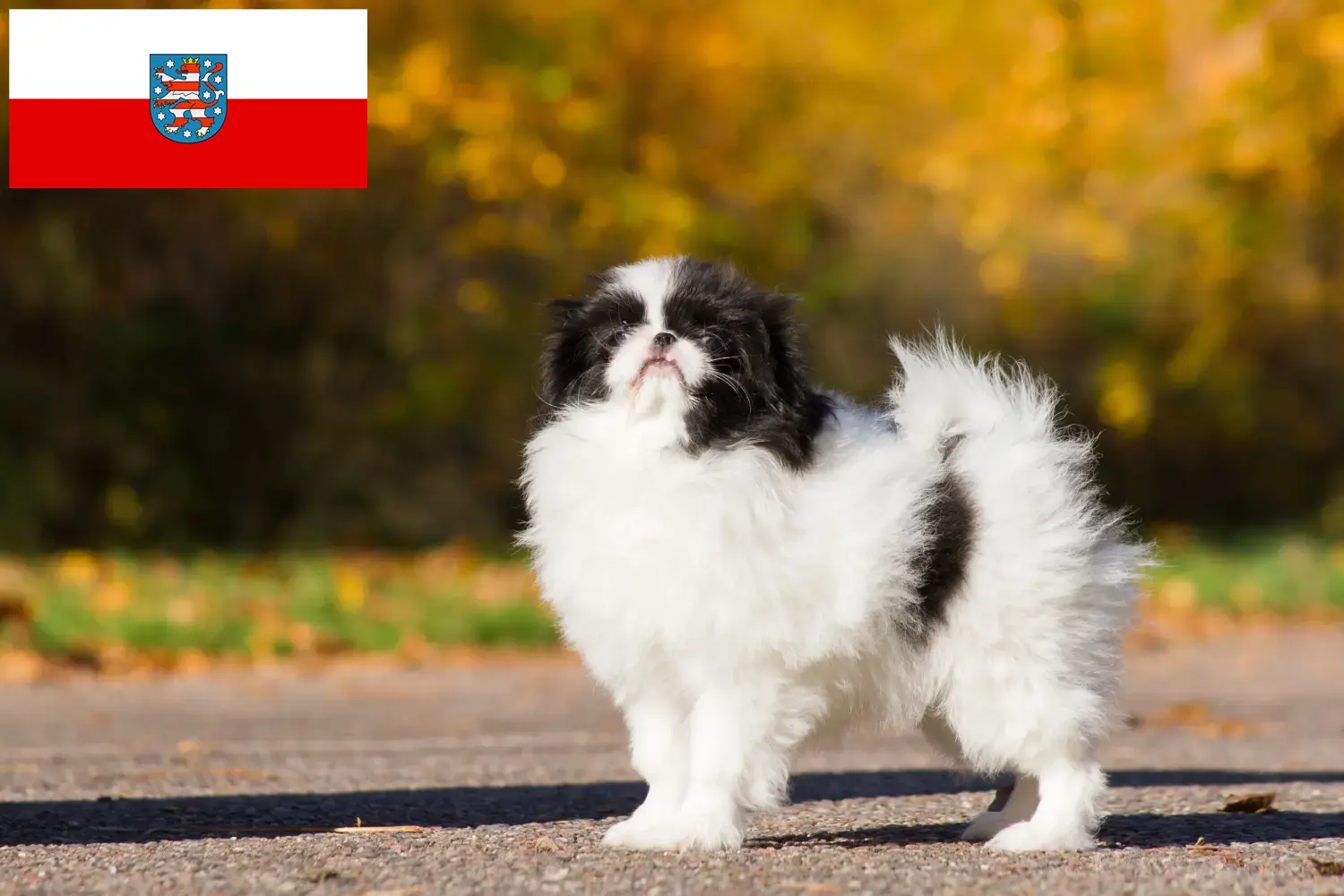 Read more about the article Japan Chin breeders and puppies in Thuringia