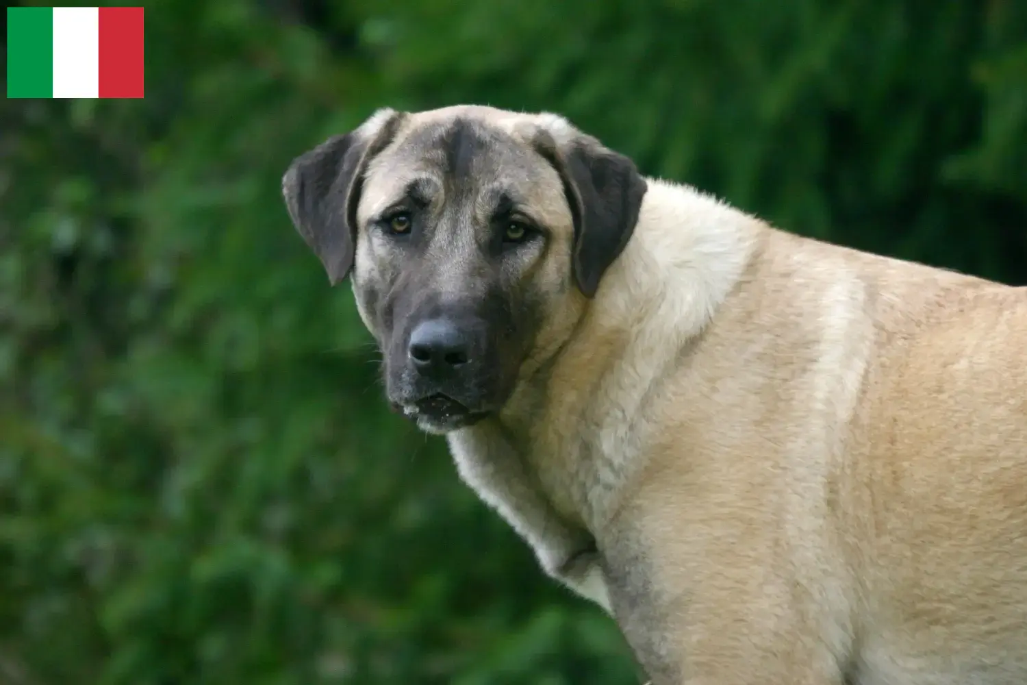 Read more about the article Kangal breeders and puppies in Italy