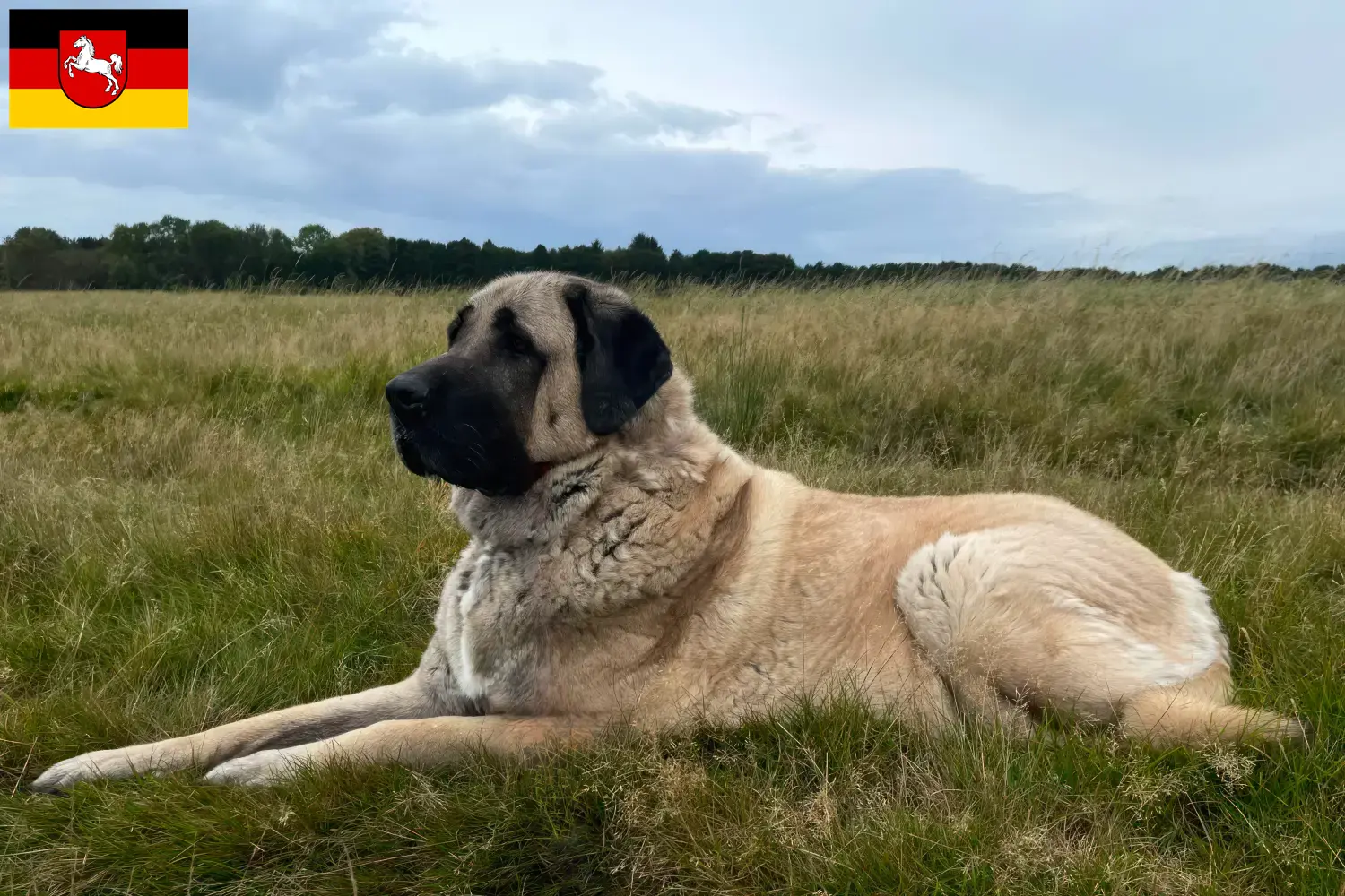 Read more about the article Kangal breeders and puppies in Lower Saxony
