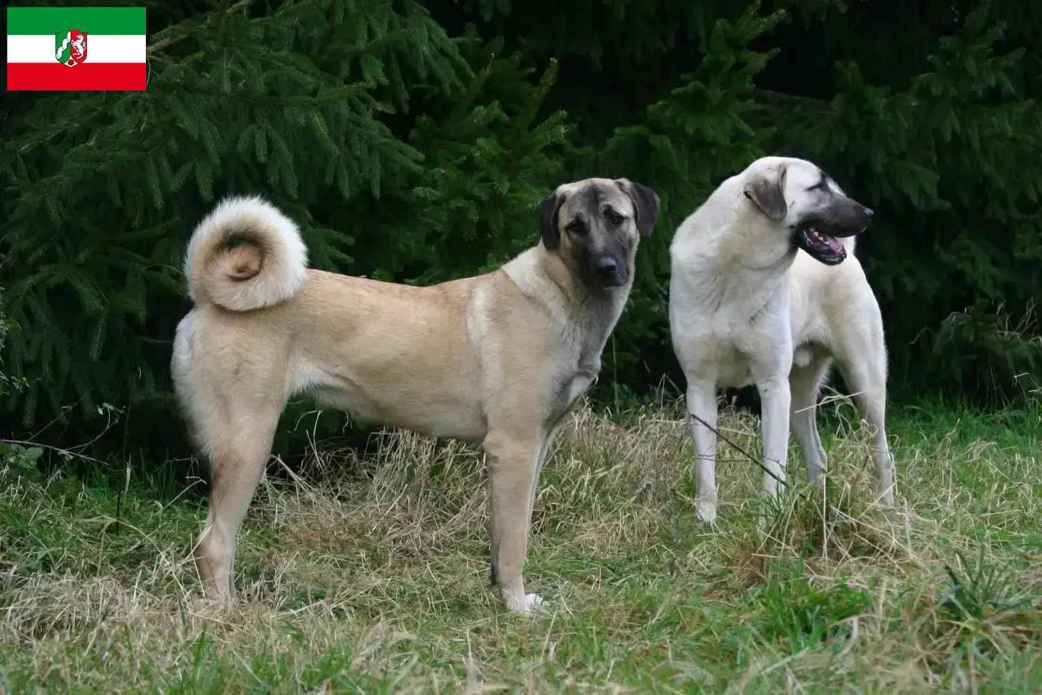 Read more about the article Kangal breeders and puppies in North Rhine-Westphalia
