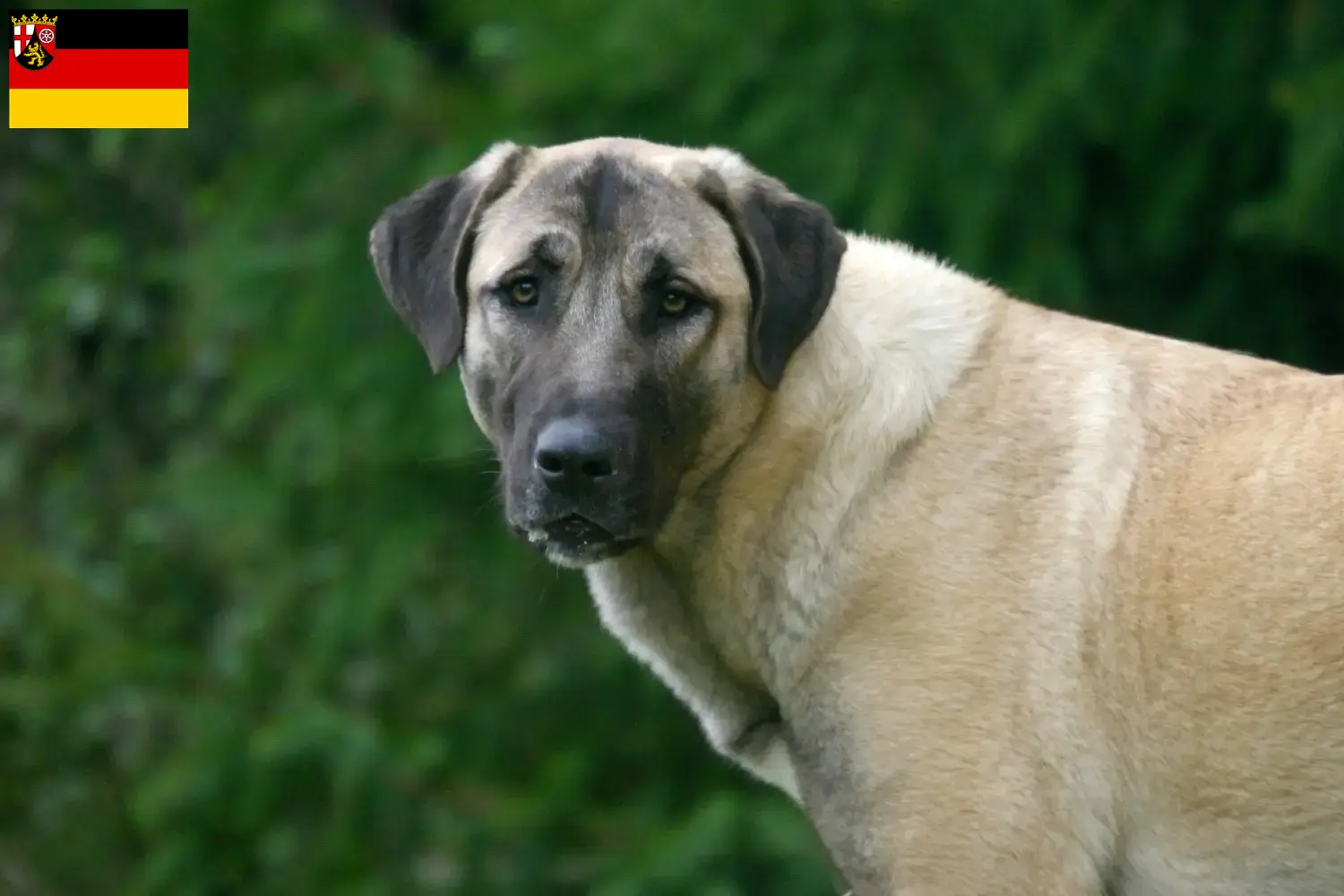 Read more about the article Kangal breeders and puppies in Rhineland-Palatinate