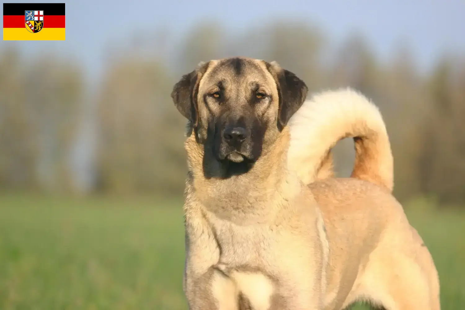 Read more about the article Kangal breeders and puppies in Saarland