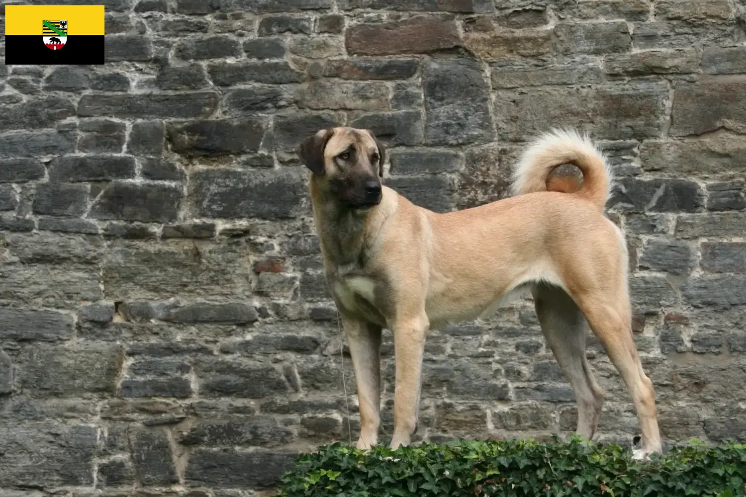 Read more about the article Kangal breeders and puppies in Saxony-Anhalt