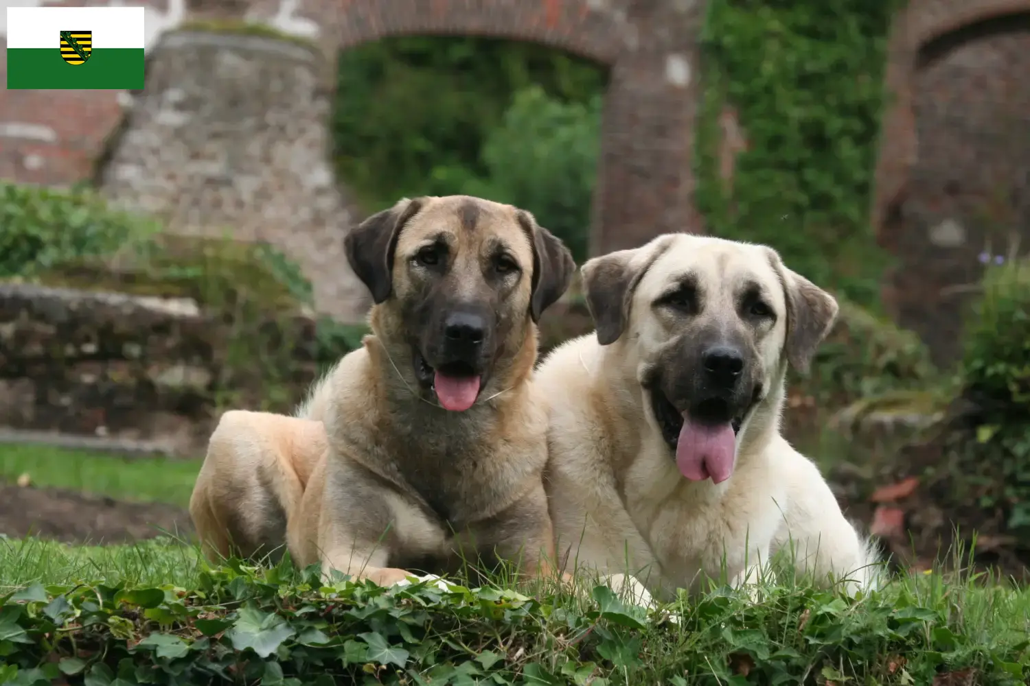 Read more about the article Kangal breeders and puppies in Saxony