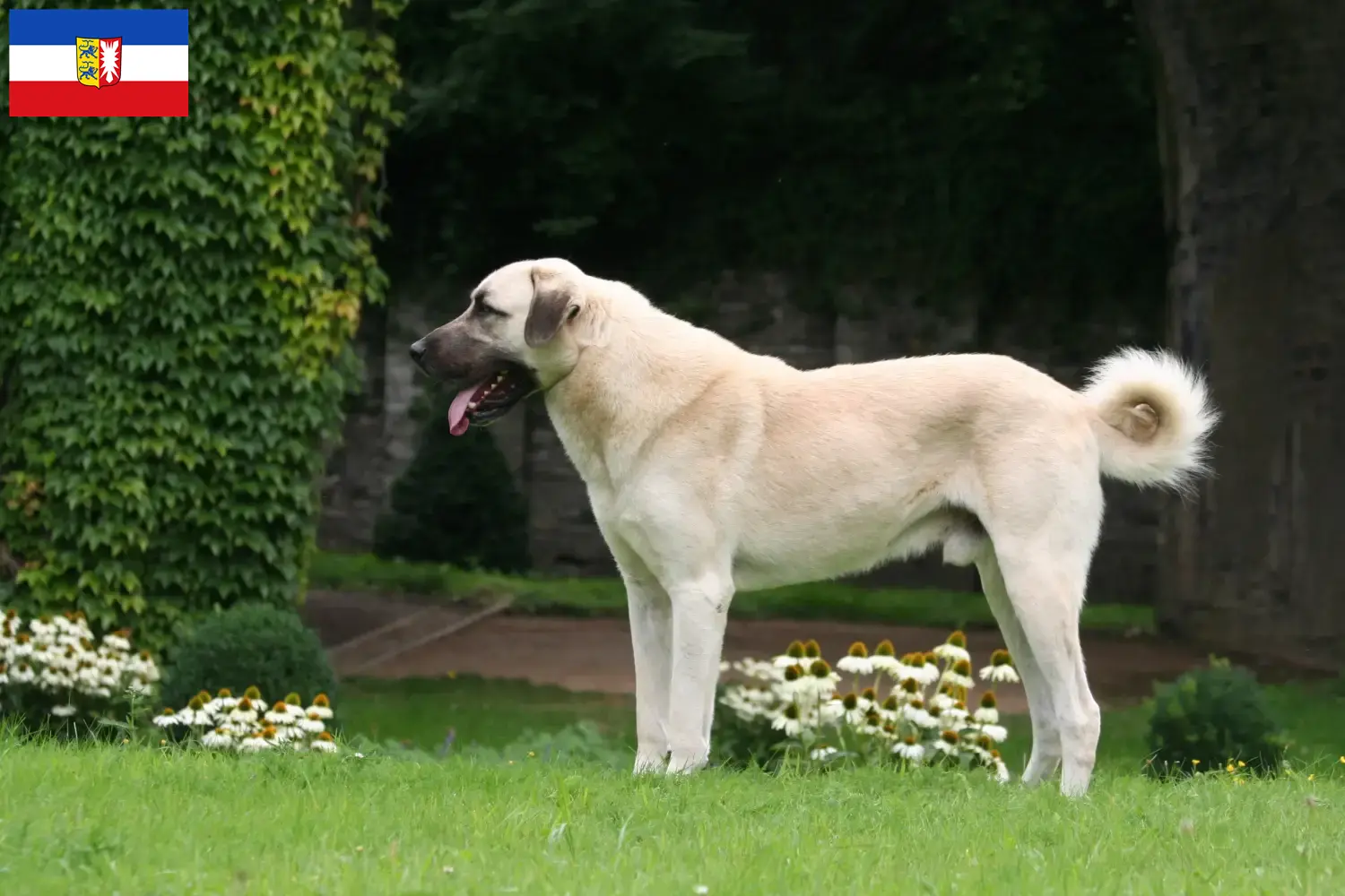 Read more about the article Kangal breeders and puppies in Schleswig-Holstein