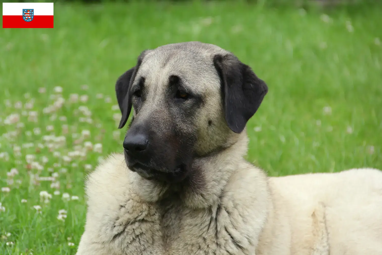 Read more about the article Kangal breeders and puppies in Thuringia