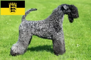 Read more about the article Kerry Blue Terrier breeders and puppies in Baden-Württemberg