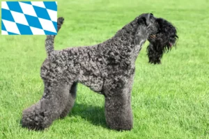 Read more about the article Kerry Blue Terrier breeders and puppies in Bavaria