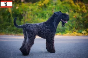 Read more about the article Kerry Blue Terrier breeders and puppies in Berlin