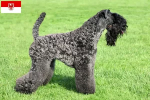 Read more about the article Kerry Blue Terrier breeders and puppies in Brandenburg