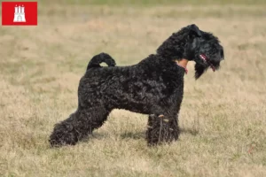 Read more about the article Kerry Blue Terrier breeder and puppies in Hamburg